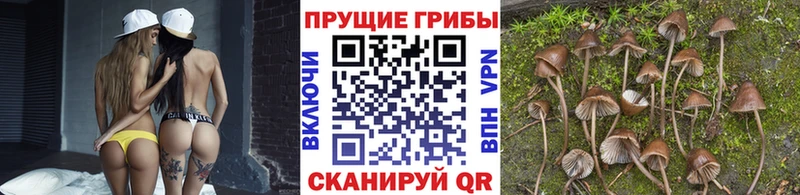 Галлюциногенные грибы Magic Shrooms купить наркотики цена Сосновый Бор